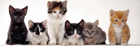 Kedi_Lordu's profile banner image