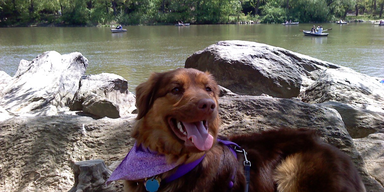 Seth Hellerstein banner