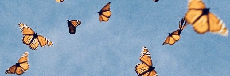 hailey_thib's profile banner image