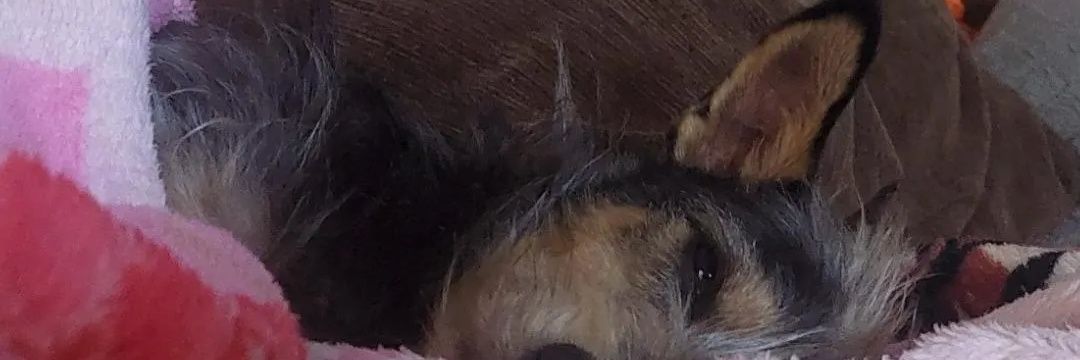 DandaMr's profile banner image