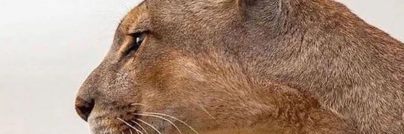 piqui1973's profile banner image