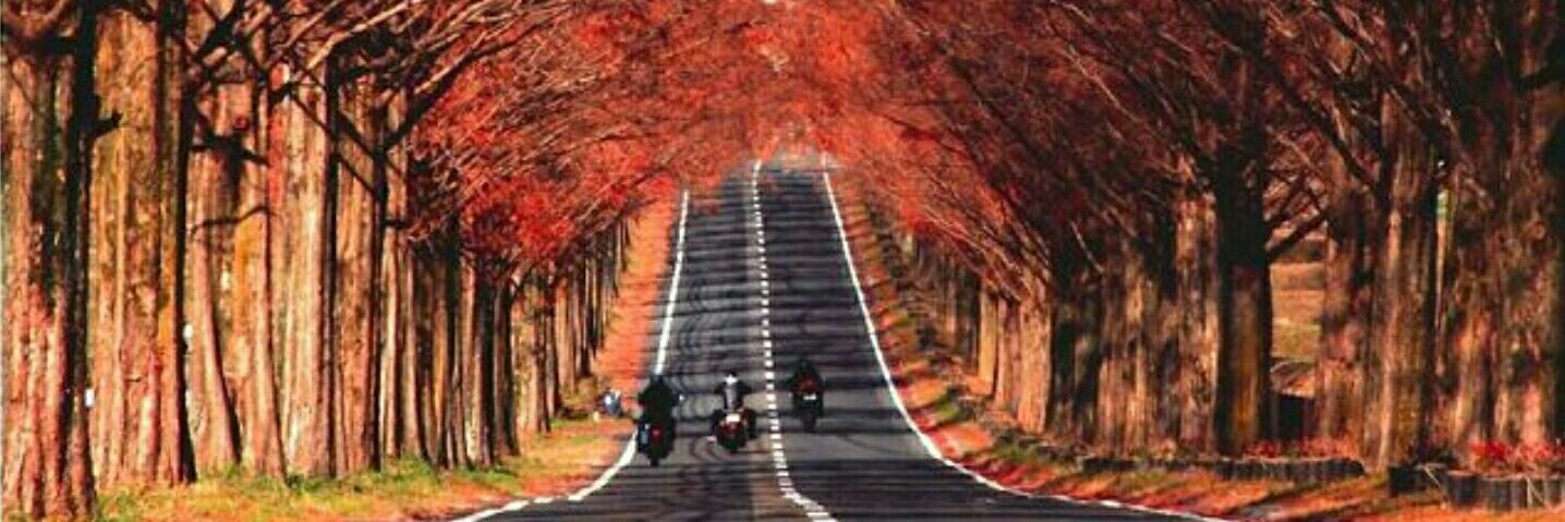 嵐士rowrider banner