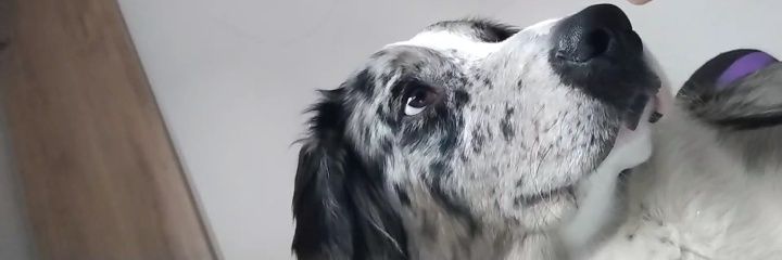 catalinapv_'s profile banner image