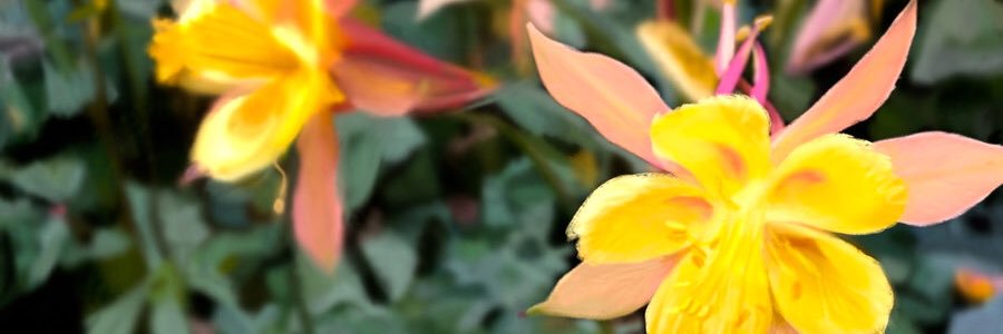 melioratus's profile banner image