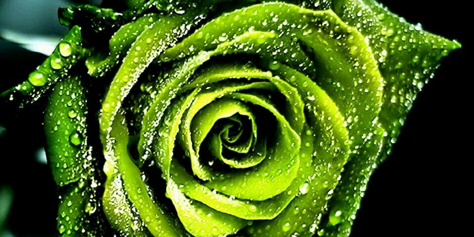 prissy_132's profile banner image