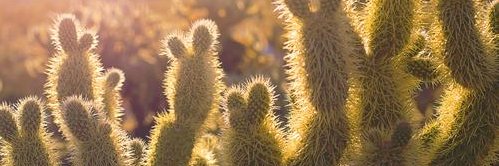 Holley Sasser banner