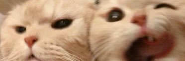 soozkaiser's profile banner image