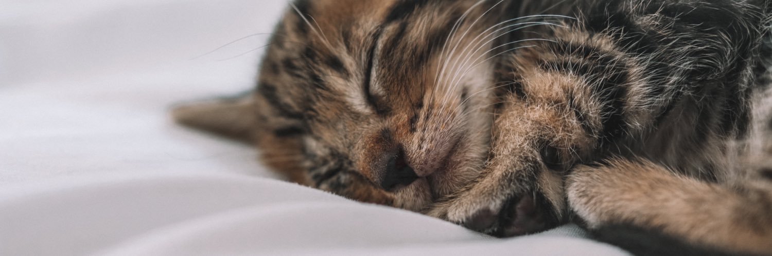 Schmoolie_'s profile banner image