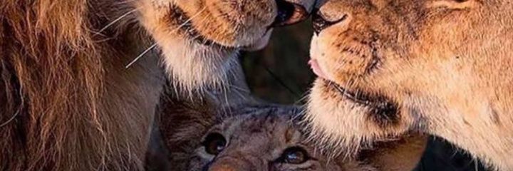 pedroxzl's profile banner image