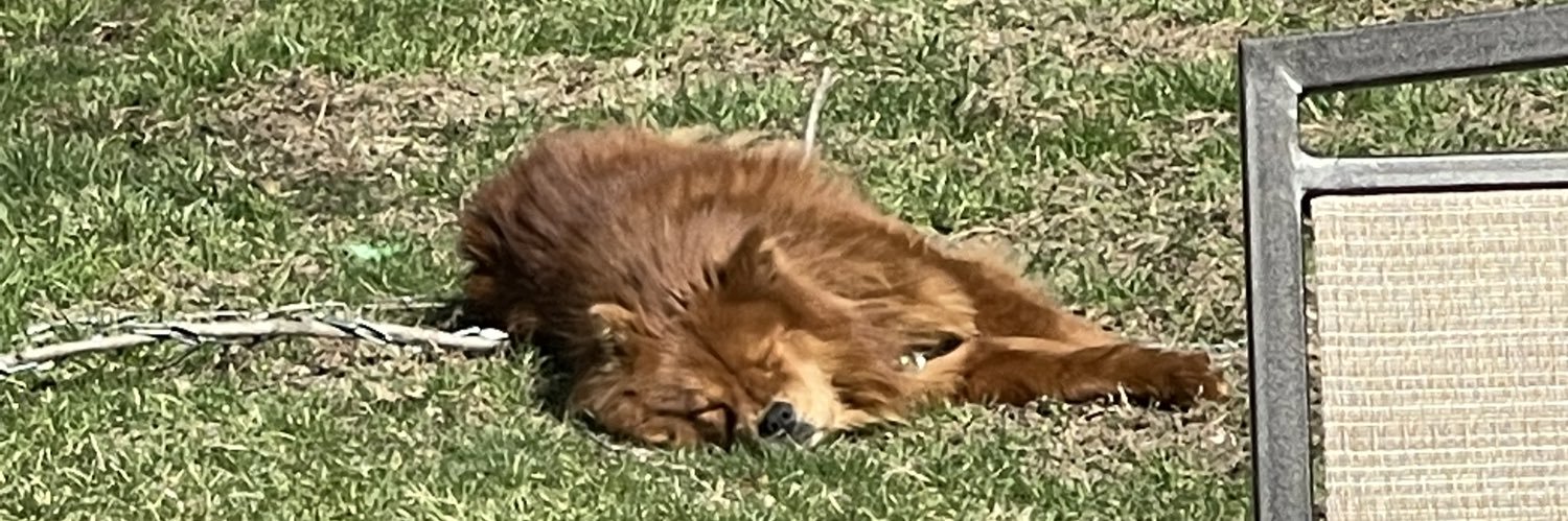 lilsquiddd's profile banner image