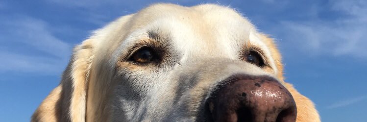 DesiraeRoy's profile banner image