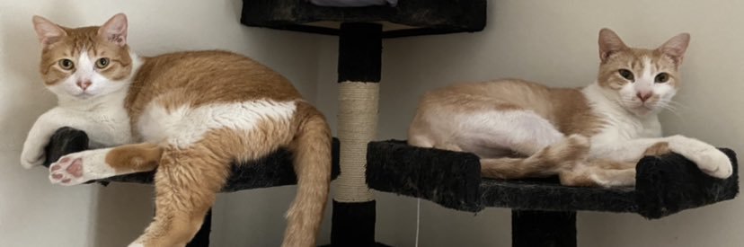 _Mau_i's profile banner image