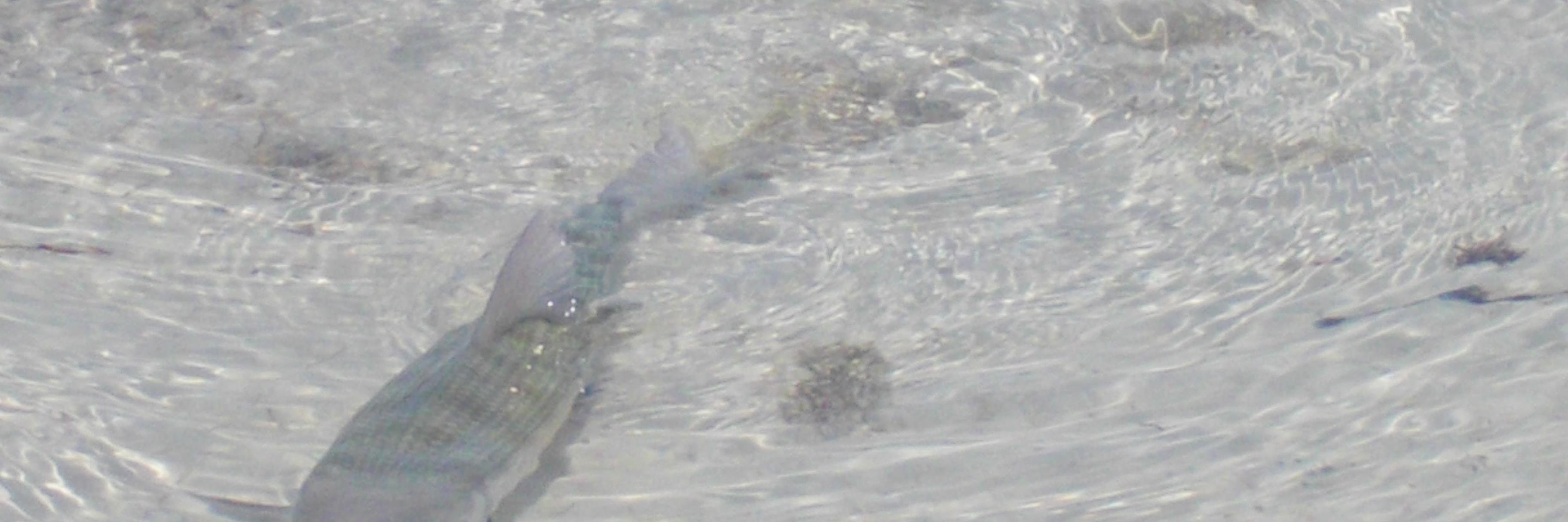 CAPT.MARKKCARTWRIGHT banner