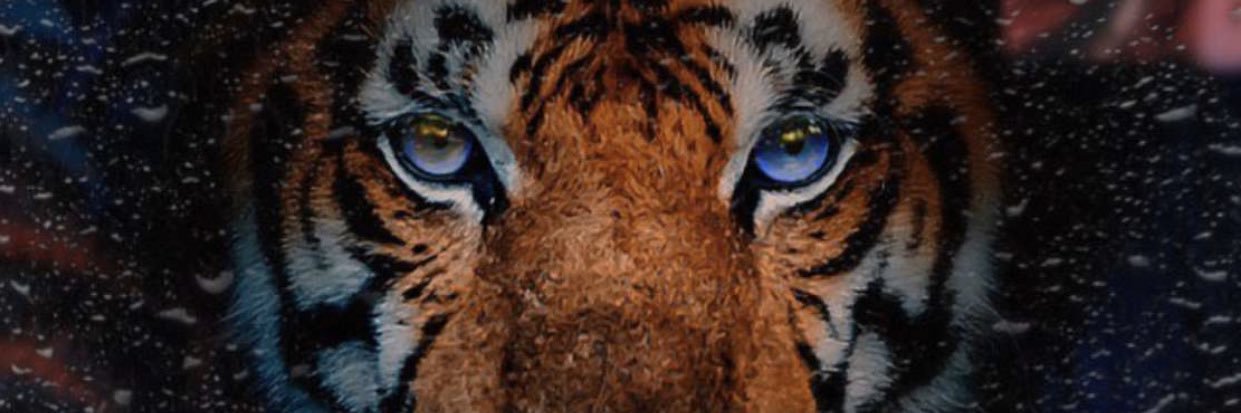 suliman~. banner