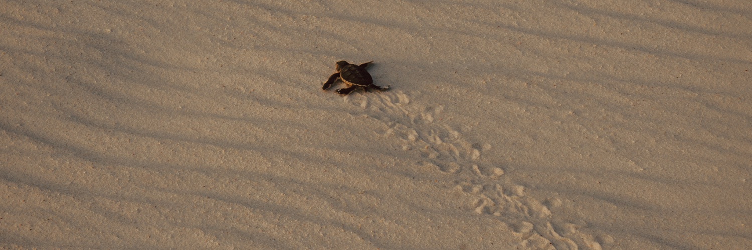 Shane Hensinger 🇺🇸🌐🇺🇦🇮🇷 banner