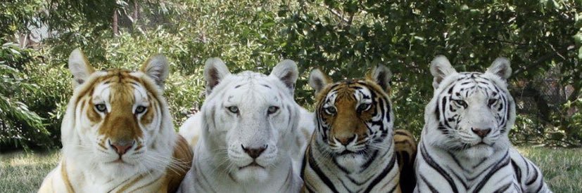 zz_tock's profile banner image