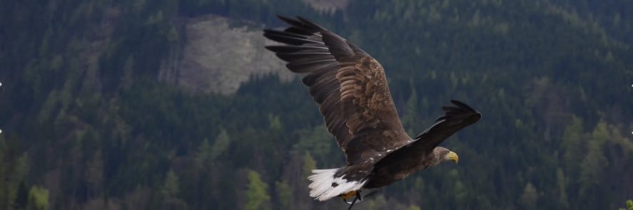 @GeizeStella🦅💎 banner