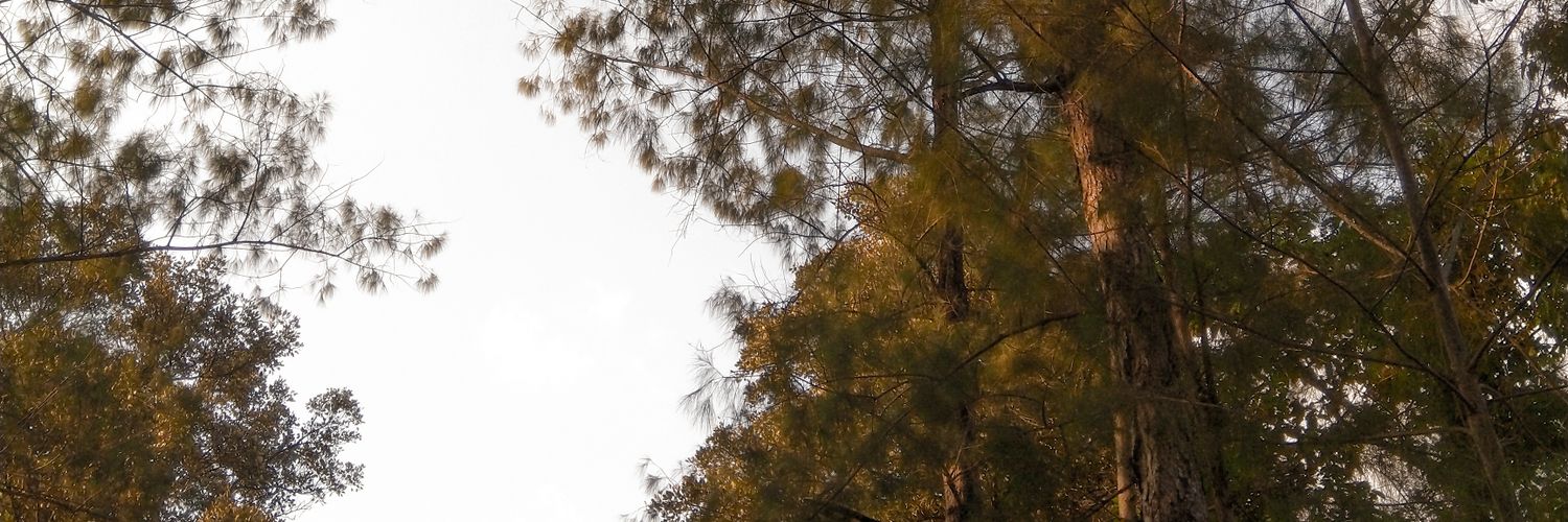 Intankarnelia's profile banner image