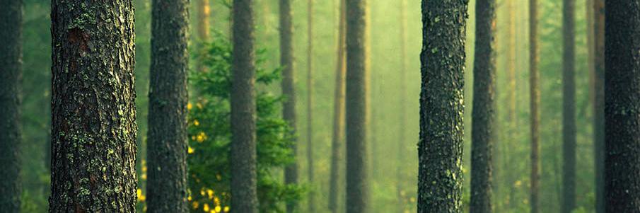 Indigenous Ed SD63 banner