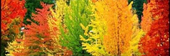 Rick Killgore banner