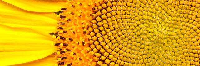 Dlorah Wismar banner