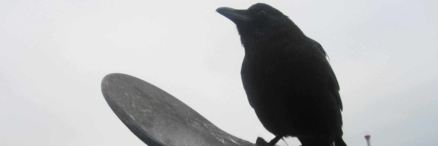 sᴏᴘʜɪᴇ!! banner