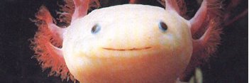 graybedroll's profile banner image