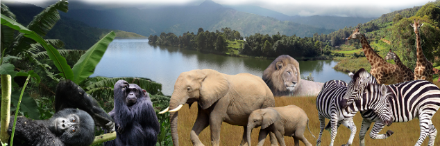 Discovering Uganda banner