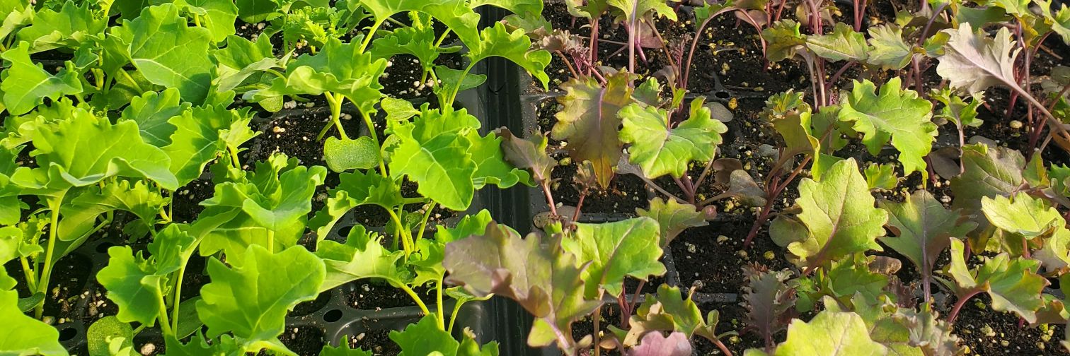 Root Riot Farm banner