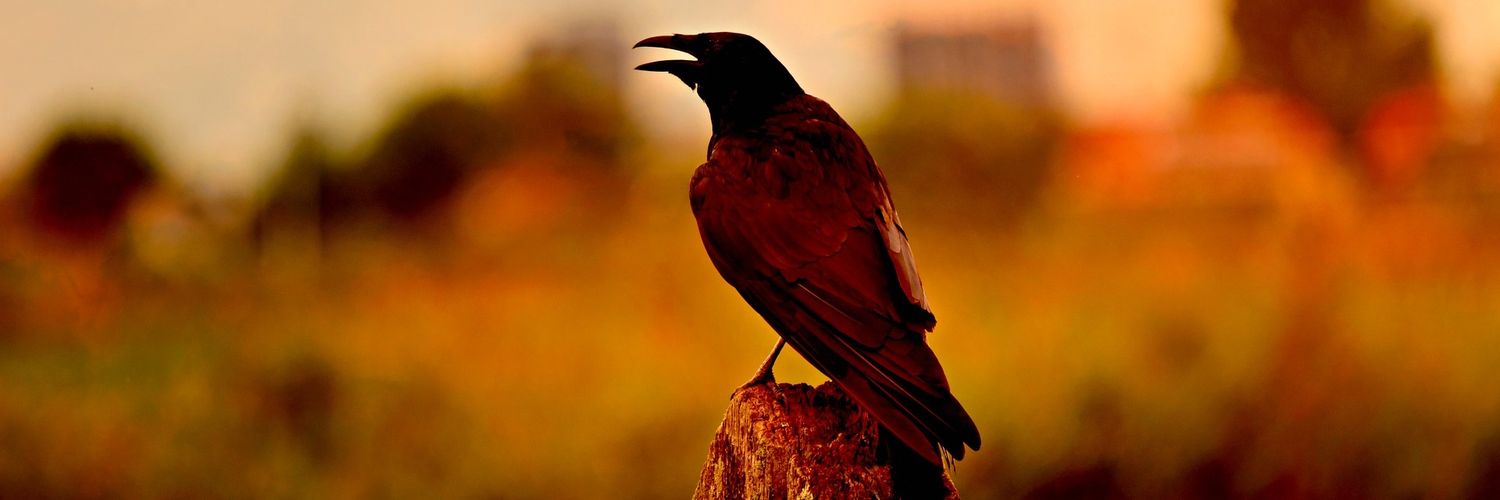 zaqiop's profile banner image