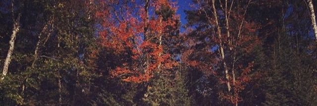 lotusbelle_ca's profile banner image