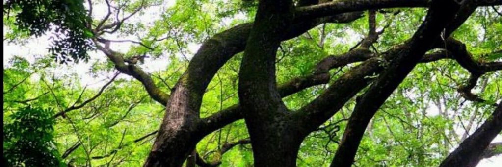 sadeee_1's profile banner image