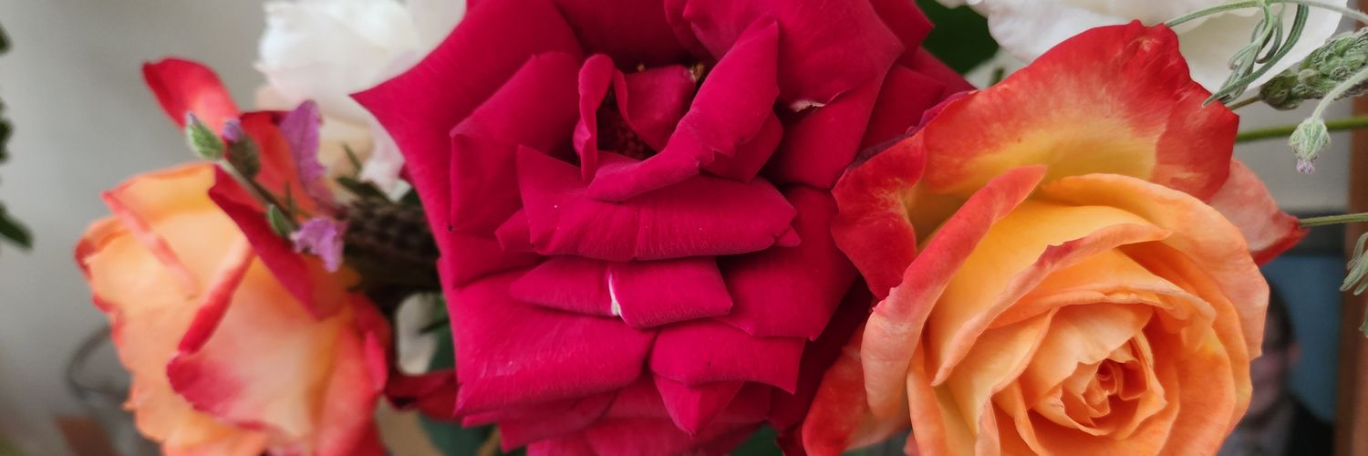 MuddledRose's profile banner image