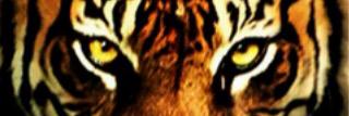 tigressw's profile banner image