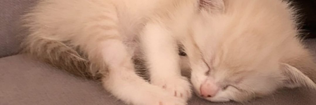 ninobravo666's profile banner image