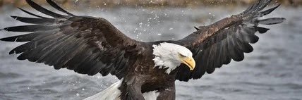 Ali 🦅 banner