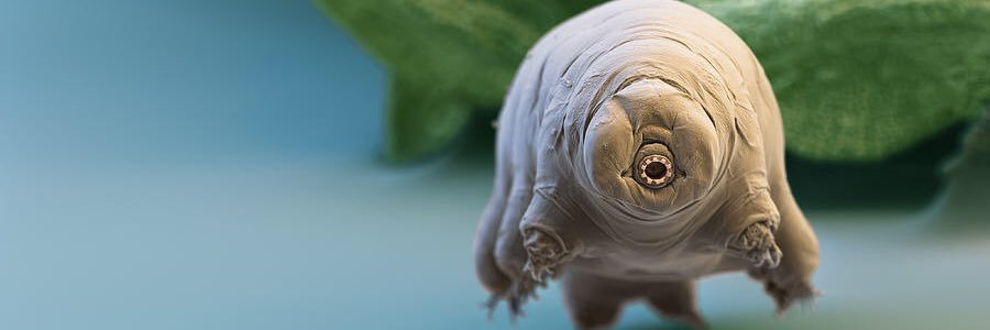 mrwaterbear's profile banner image