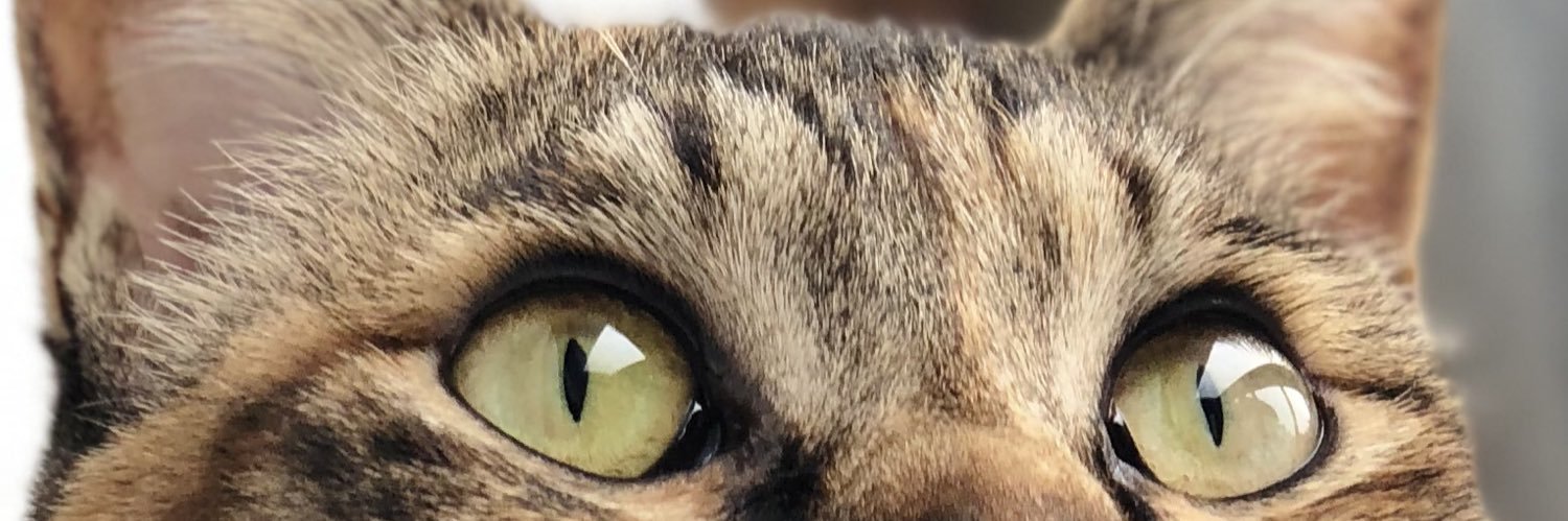 AngenKun's profile banner image