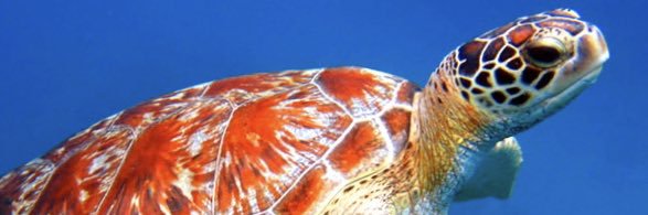 Reece ✨ banner