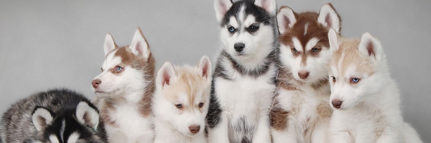 HarleyPets's profile banner image