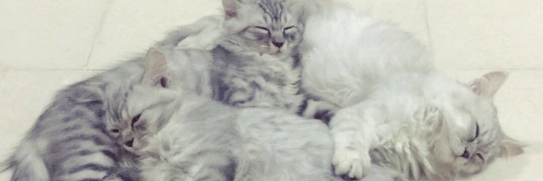 Linaziz1's profile banner image