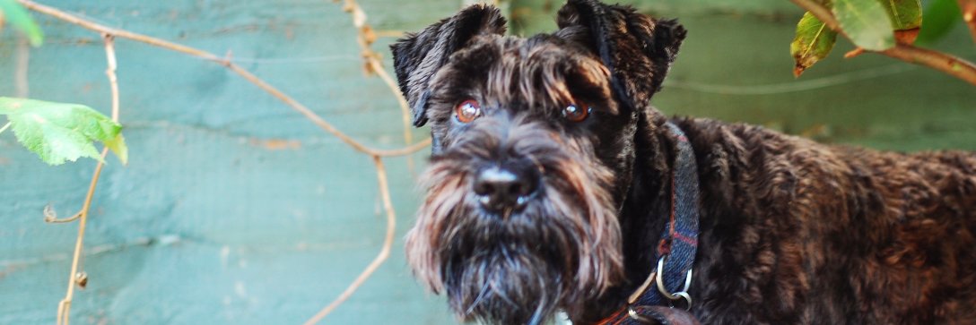 Manaboutadogblog banner