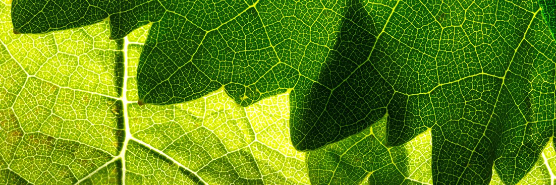 yves_lederer's profile banner image