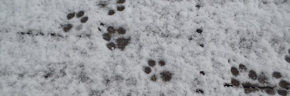 D_is_for_'s profile banner image