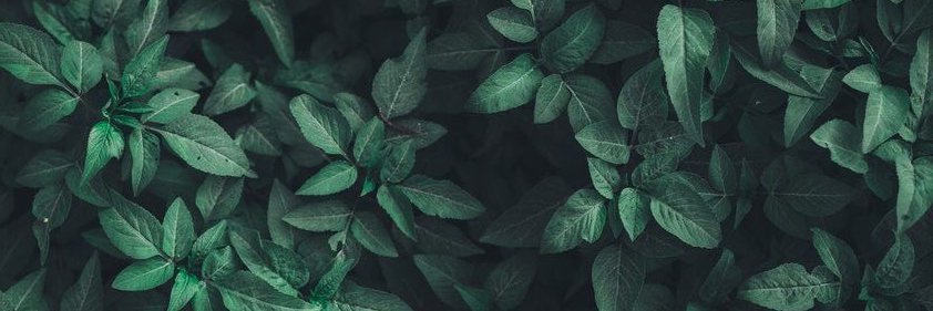 EniJames's profile banner image