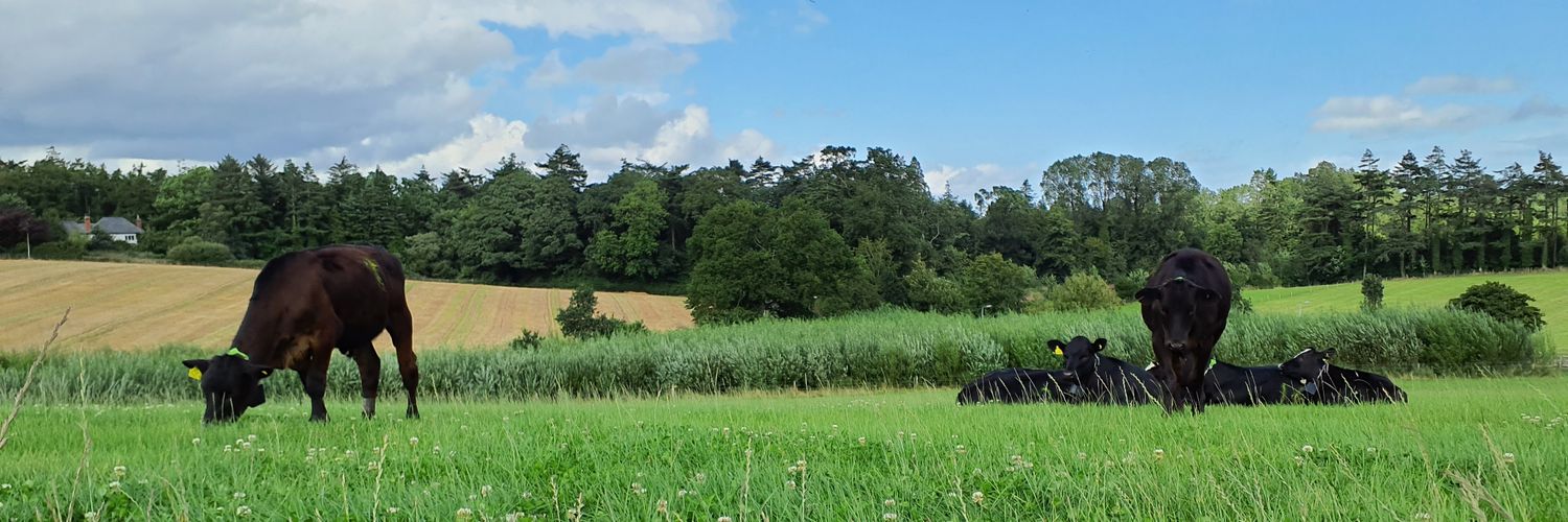 Conor Holohan banner