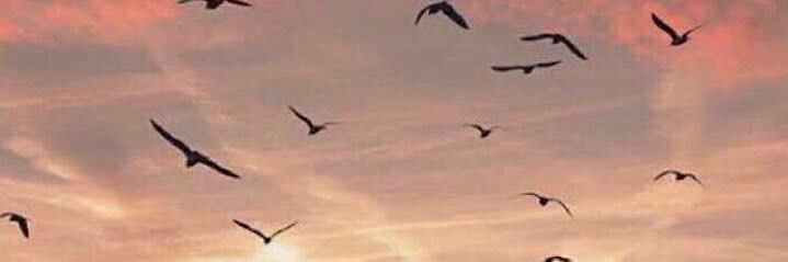 rmzixo's profile banner image