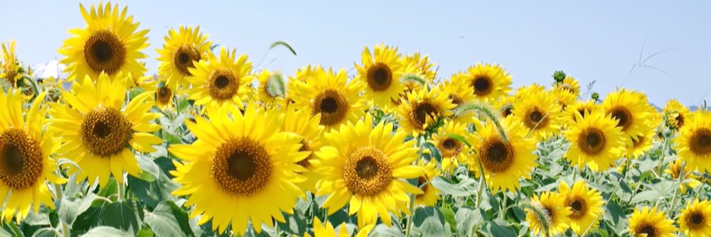 sgtmmsk's profile banner image