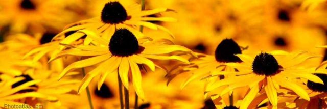 NoRainJustSun's profile banner image