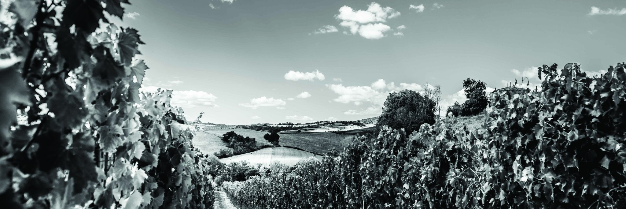 Buckingham Schenk banner